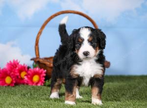 tri-colored mini bernedoodle near Chicago 