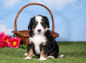 tri-colored mini bernedoodle near Chicago 