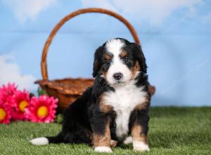 tri-colored mini bernedoodle near Chicago 