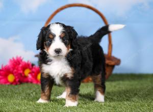 tri-colored mini bernedoodle near Chicago 