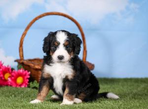 tri-colored mini bernedoodle near Chicago 
