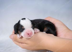 tri-colored mini bernedoodle near Chicago Illinois