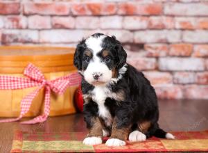 tri-colored mini bernedoodle near Chicago Illinois 