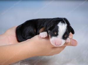 tri-colored mini bernedoodle near Chicago Illinois