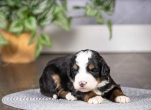 tri-colored mini bernedoodle near Chicago Illinois