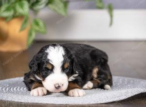 tri-colored mini bernedoodle near Chicago Illinois