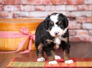 tri-colored mini bernedoodle near Chicago Illinois 