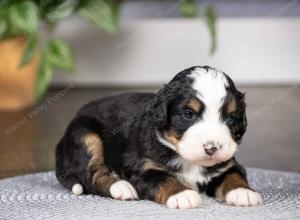 tri-colored mini bernedoodle near Chicago Illinois