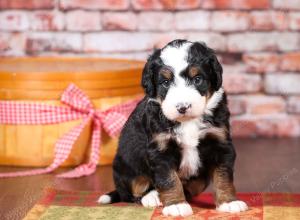 tri-colored mini bernedoodle near Chicago Illinois 