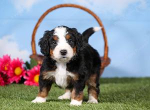 tri-colored mini bernedoodle near Chicago 
