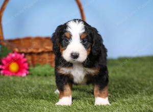 tri-colored mini bernedoodle near Chicago 
