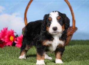 tri-colored mini bernedoodle near Chicago 