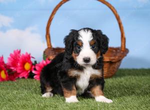 tri-colored mini bernedoodle near Chicago 