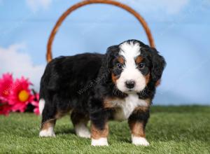 tri-colored mini bernedoodle near Chicago 