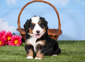 tri-colored mini bernedoodle near Chicago 