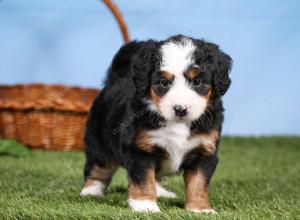 tri-colored mini bernedoodle near Chicago 