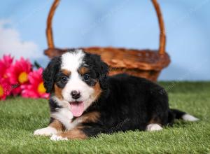 tri-colored mini bernedoodle near Chicago 