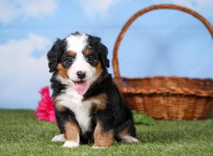 tri-colored mini bernedoodle near Chicago 
