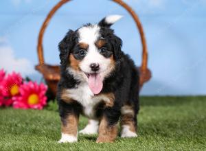 tri-colored mini bernedoodle near Chicago 