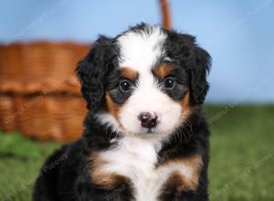 tri-colored mini bernedoodle near Chicago 