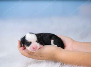 tri-colored mini bernedoodle near Chicago Illinois