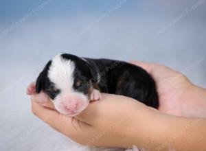 tri-colored mini bernedoodle near Chicago Illinois