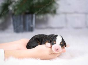 tri-colored mini bernedoodle near Chicago Illinois