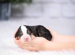 tri-colored mini bernedoodle near Chicago Illinois