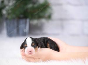 tri-colored mini bernedoodle near Chicago Illinois