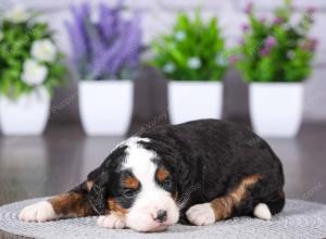 tri-colored mini bernedoodle near Chicago Illinois