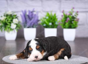 tri-colored mini bernedoodle near Chicago Illinois