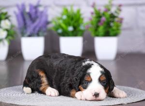 tri-colored mini bernedoodle near Chicago Illinois