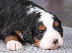 tri-colored mini bernedoodle near Chicago Illinois