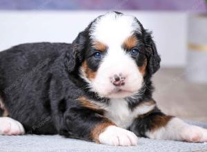 F1 mini bernedoodle near Chicago Illinois