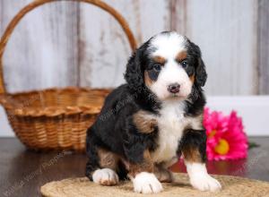 F1 mini bernedoodle near Chicago Illinois