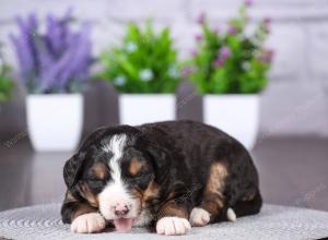 tri-colored mini bernedoodle near Chicago Illinois