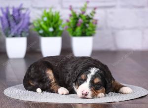 tri-colored mini bernedoodle near Chicago Illinois