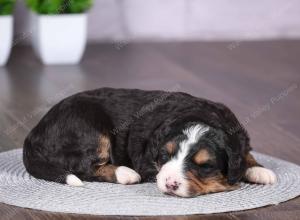 tri-colored mini bernedoodle near Chicago Illinois