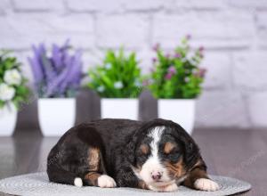 tri-colored mini bernedoodle near Chicago Illinois