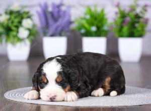 tri-colored mini bernedoodle near Chicago Illinois