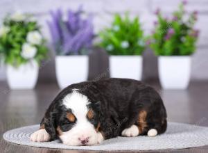 tri-colored mini bernedoodle near Chicago Illinois