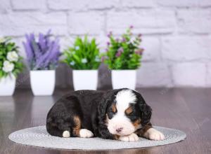 tri-colored mini bernedoodle near Chicago Illinois