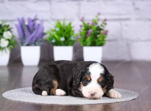 tri-colored mini bernedoodle near Chicago Illinois