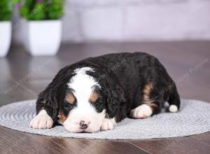 tri-colored mini bernedoodle near Chicago Illinois