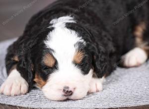 tri-colored mini bernedoodle near Chicago Illinois