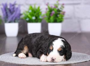 tri-colored mini bernedoodle near Chicago Illinois