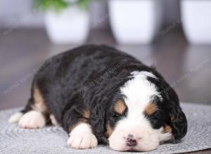 tri-colored mini bernedoodle near Chicago Illinois