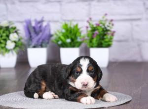 tri-colored mini bernedoodle near Chicago Illinois