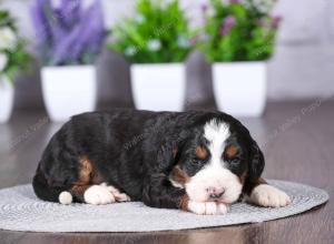 tri-colored mini bernedoodle near Chicago Illinois