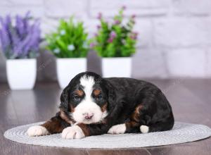 tri-colored mini bernedoodle near Chicago Illinois